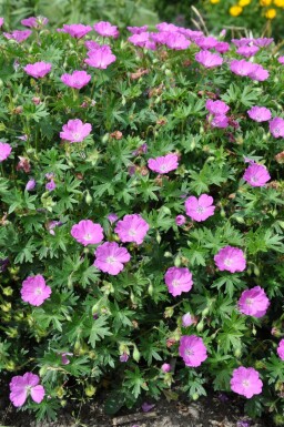 Geranium sanguineum 'Max Frei'