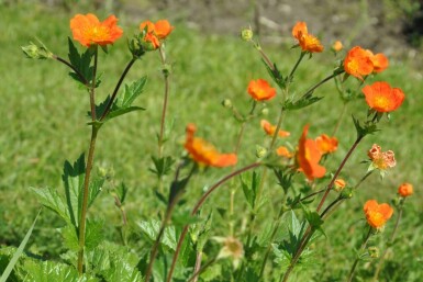 Geum coccineum 'Borisii'