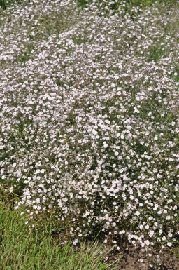 Gypsophila paniculata 'Rosenschleier'