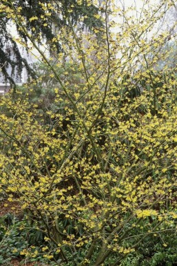 Hamamelis intermedia 'Arnold Promise'