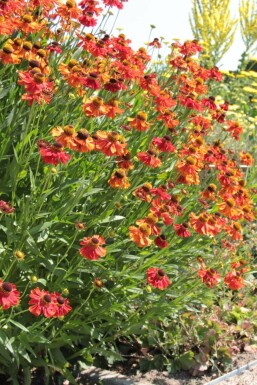 Helenium 'Moerheim Beauty'