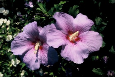 Roseneibisch Hibiscus syriacus 'Oiseau Bleu' Strauch 60-80 Topf 12 ltr. (C12)