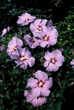 Roseneibisch Hibiscus syriacus 'Oiseau Bleu' Strauch 60-80 Topf 12 ltr. (C12)