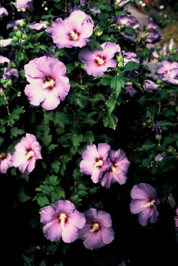 Roseneibisch Hibiscus syriacus 'Oiseau Bleu' Strauch 60-80 Topf 12 ltr. (C12)