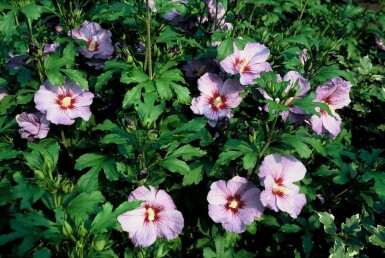 Roseneibisch Hibiscus syriacus 'Oiseau Bleu' Strauch 80-100 Topf 12 ltr. (C12)