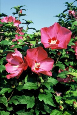 Hibiscus syriacus 'Woodbridge'