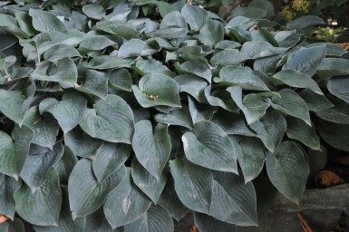 Hosta tardiana 'Halcyon'