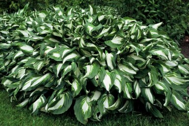 Hosta undulata 'Mediovariegata'