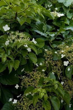 Hydrangea anomala petiolaris