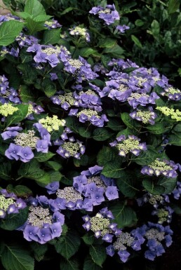 Bauernhortensie Hydrangea macrophylla 'Blaumeise' Strauch 30-40 Topf 3 ltr. (C3)