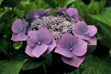 Bauernhortensie Hydrangea macrophylla 'Blaumeise' Strauch 30-40 Topf 3 ltr. (C3)