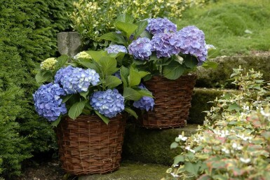 Hydrangea macrophylla 'Forever & Ever® Blue'