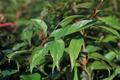 Leucothoe fontanesiana 'Rainbow'