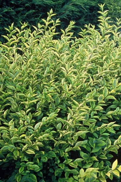 Ligustrum ovalifolium 'Aureum'