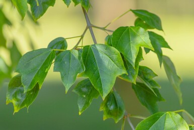 Acer buergerianum