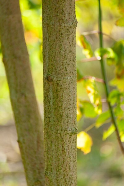 Acer buergerianum