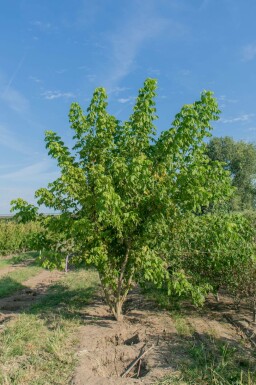 Acer buergerianum mehrstämmig