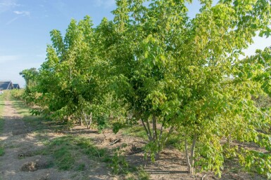 Acer buergerianum mehrstämmig 200-250