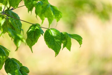 Acer buergerianum mehrstämmig 200-250