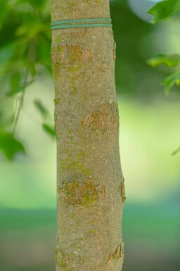 Acer buergerianum mehrstämmig 200-250