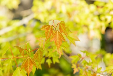 Acer buergerianum mehrstämmig 200-250