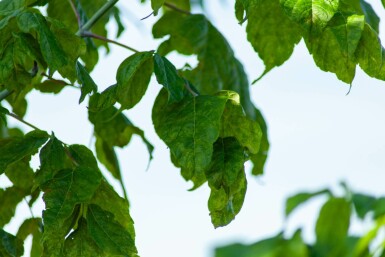 Acer buergerianum mehrstämmig 200-250