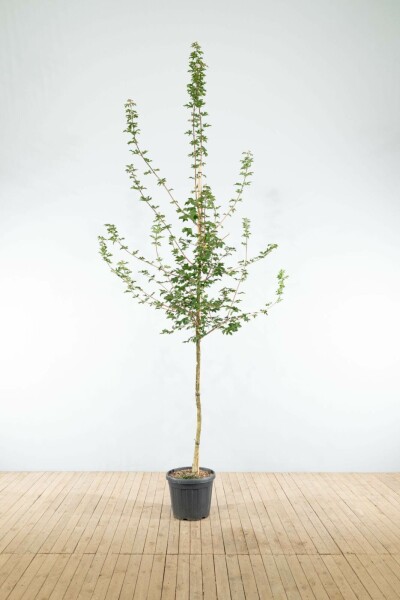 Acer campestre hochstamm 6/8 cm