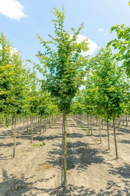 Acer campestre hochstamm 6/8 cm