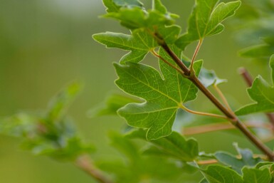 Acer campestre hochstamm 6/8 cm