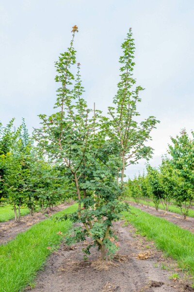 Acer campestre mehrstämmig 200-250