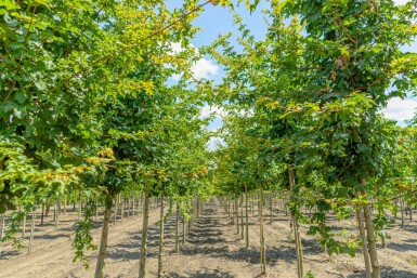 Acer campestre 'Elsrijk' hochstamm 10/12 cm