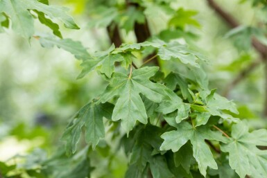 Acer campestre 'Elsrijk' hochstamm 10/12 cm