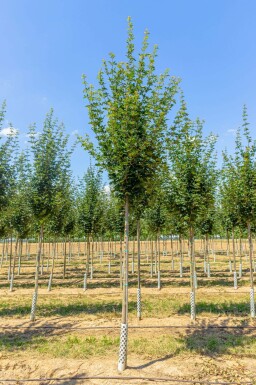 Acer campestre ‘Huibers Elegant’