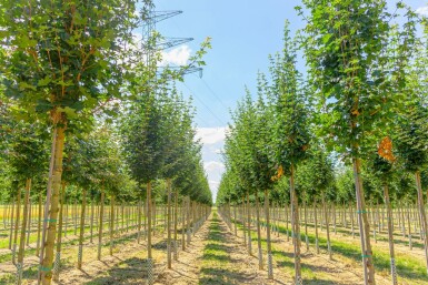 Acer campestre ‘Huibers Elegant’ hochstamm