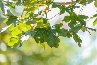 Acer campestre ‘Huibers Elegant’ hochstamm 8/10 cm