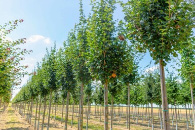 Acer campestre 'Lienco' hochstamm