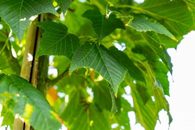 Acer capillipes hochstamm