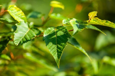 Acer davidii