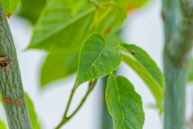 Acer davidii hochstamm