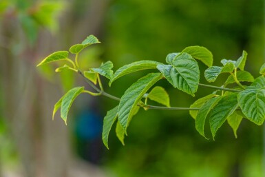 Acer davidii hochstamm 10/12