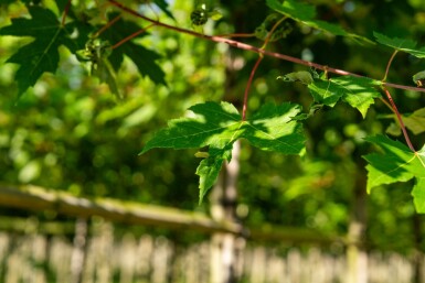 Acer x freemanii 'Autumn Blaze' hochstamm 10/12 cm