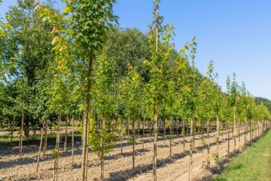 Acer x freemanii 'Autumn Blaze' hochstamm 10/12 cm