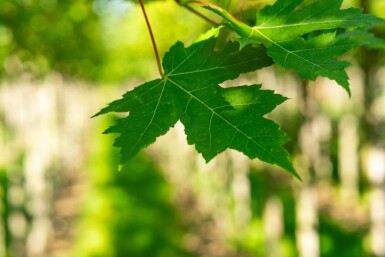 Acer x freemanii 'Autumn Blaze' hochstamm 10/12 cm