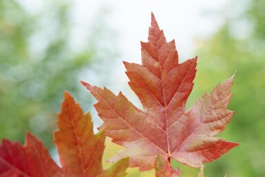 Acer x freemanii 'Autumn Blaze' mehrstämmig 200-250