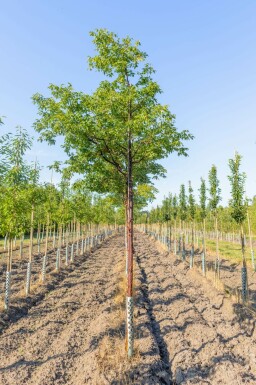 Acer griseum hochstamm