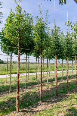 Acer griseum hochstamm