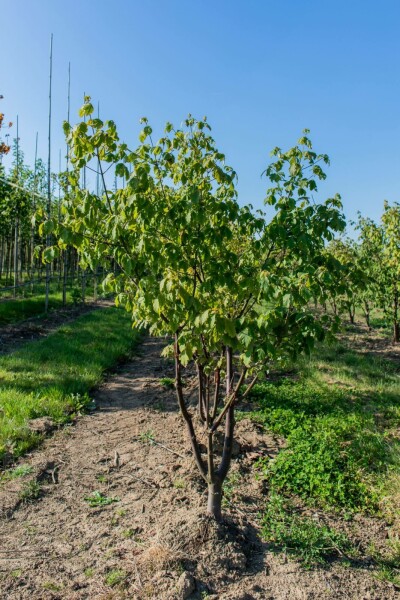 Acer griseum mehrstämmig 200-250