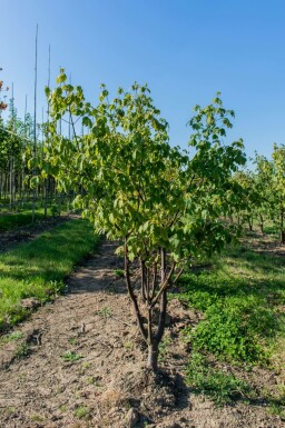 Acer griseum mehrstämmig 200-250