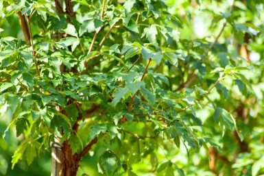 Acer griseum mehrstämmig