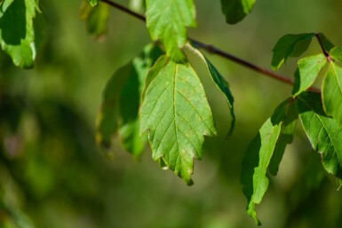 Acer griseum mehrstämmig 200-250